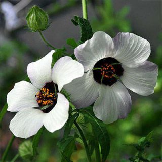 ختمی سه رنگ زیبا