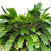 برگ نخل دم ماهی هوکر