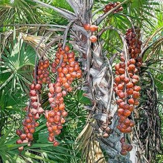 میوه نخل آیلالا آبی