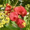 شکوفه باران طلایی شانه ای
