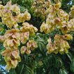 گل باران طلایی شانه ای