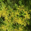 باران طلایی شانه ای در باغ