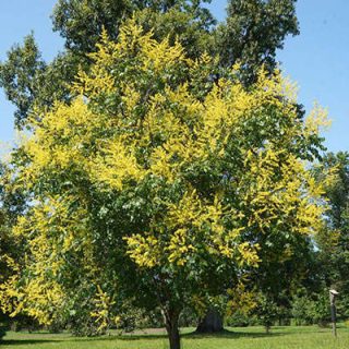 باران طلایی شانه ای در طبیعت