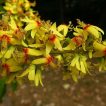 بذر باران طلایی شانه ای