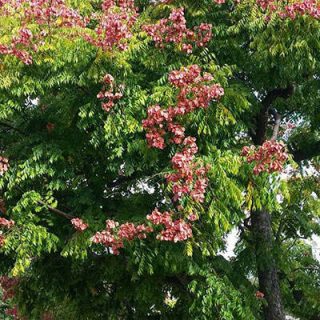درخت باران طلایی شانه ای