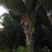 نخل آتالیا ماریپا در خاک