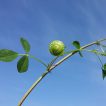 غنچه یونجه دایره‌ای