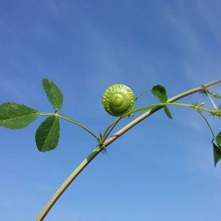غنچه یونجه دایره‌ای