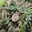 یونجه دایره‌ای در زمین
