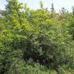 سیاه تلو در زمین