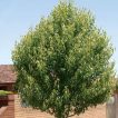 گلابی توسی در حیاط