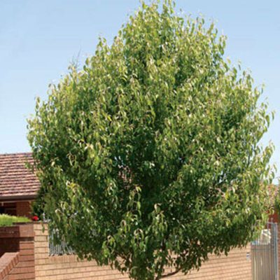 گلابی توسی در حیاط