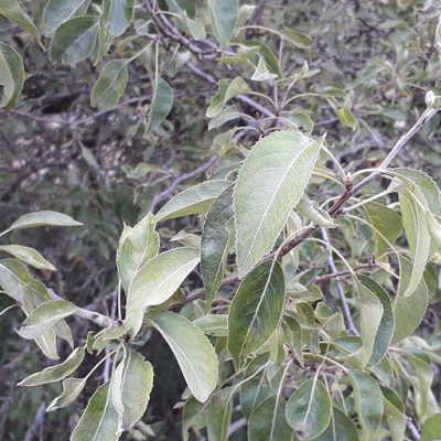 برگ گلابی توسی