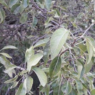 گیاه خینجوک (گیاه کلخونگ)