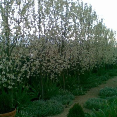 گلابی توسی نرسیده
