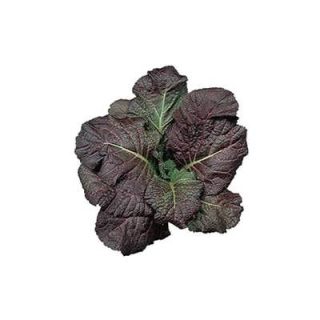 اسفناج ژاپنی قرمز