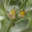 گیاه ناز پروانه در طبیعت