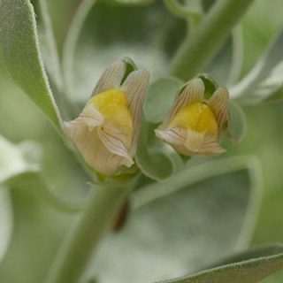 گیاه ناز پروانه در طبیعت