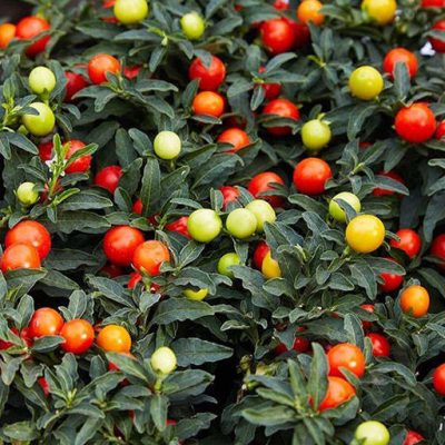 بوته گوجه زینتی