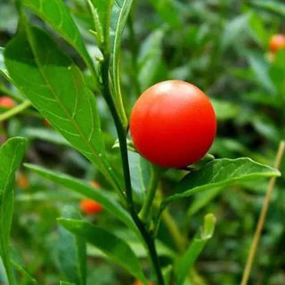 گیلاس گوجه زینتی