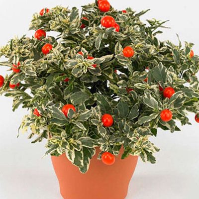 گوجه زینتی از جلو