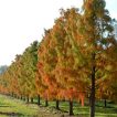 سرو مرداب نرسیده