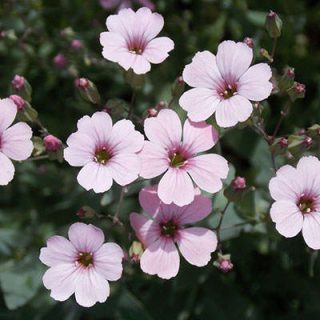 صابونک