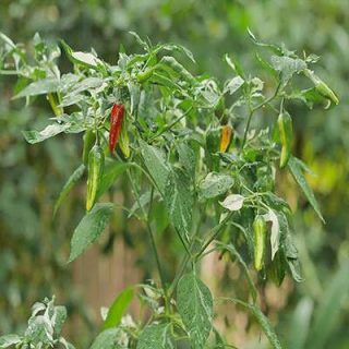فلفل زینتی ابلق پس زمینه