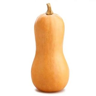 شاخه کدو حلوایی (کدو رشتی)