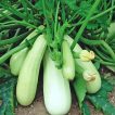 کدو خورشتی چارلیستون در زمین