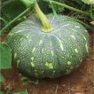 ساقه کدو تنبل ببری گرد