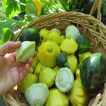 بذر کدو ستاره ای میکس در سبد