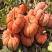 کدو تنبل عروسکی چینی در مزرعه
