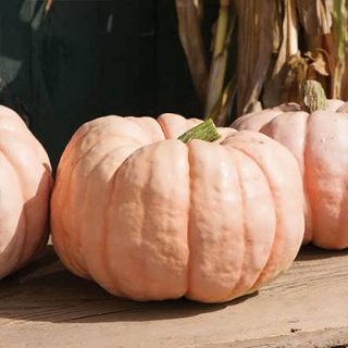 کدو تنبل عروسکی چینی روی میز