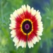 شکوفه گل داوودی تابستانه پامتوسط الوان (یکساله)