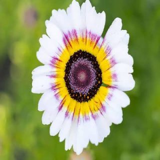 گل داوودی تابستانه پامتوسط الوان (یکساله)