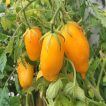 شاخه گوجه فرنگی موزی (گوجه ماری زرد ببری درختی)