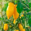 گوجه فرنگی موزی (گوجه ماری زرد ببری درختی) در باغ