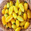 گوجه فرنگی موزی (گوجه ماری زرد ببری درختی) در سبد