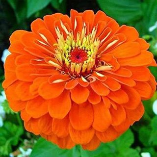 گل رعنا زیبا پاکوتاه گل درشت نارنجی (گلدانی)