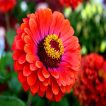 شاخه گل رعنا زیبا پاکوتاه گل درشت قرمز (گلدانی)
