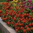 بوته گل رعنا زیبا پاکوتاه گل درشت قرمز (گلدانی)