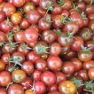 گوجه فرنگی حنایی بوته ای از روبرو