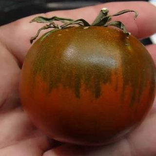گوجه فرنگی حنایی بوته ای در دست