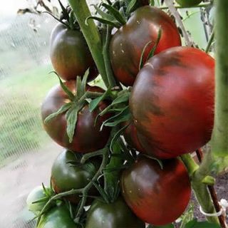 ساقه گوجه فرنگی شرابی بوته ای