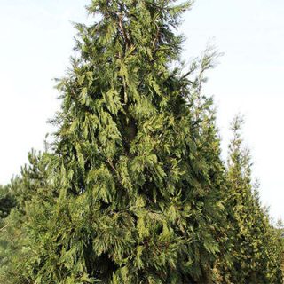 درخت سرو عود