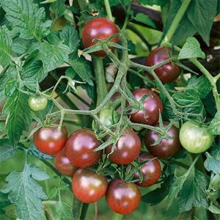 ساقه گوجه زیتونی خرمایی درختی