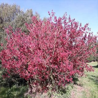بوته کورنوس سنگوئینا