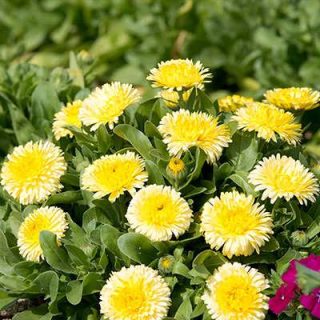 بذر گل همیشه بهار پاکوتاه پرپر مخلوط زرد در باغ