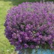 گل عسل (آلیسوم) پاکوتاه بنفش
